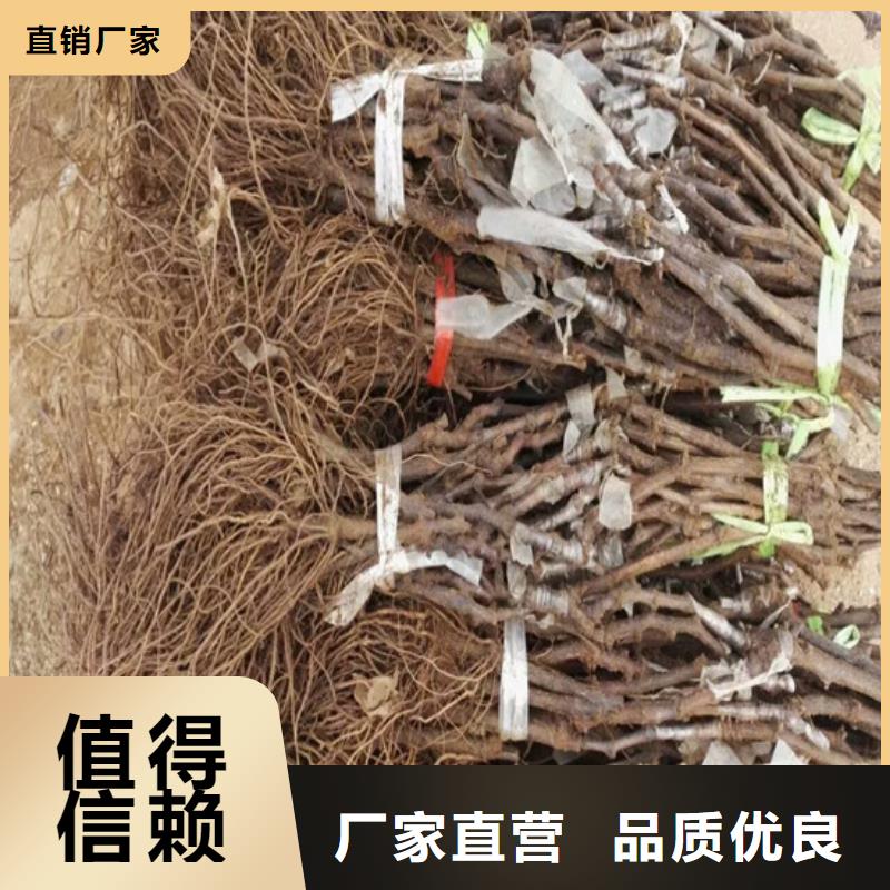 霸州占地葡萄树种苗品质保障售后无忧