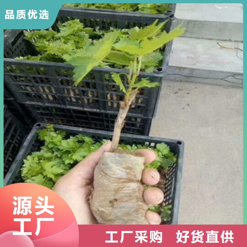 红玫瑰葡萄苗2024已更新(今日/推荐)工艺成熟