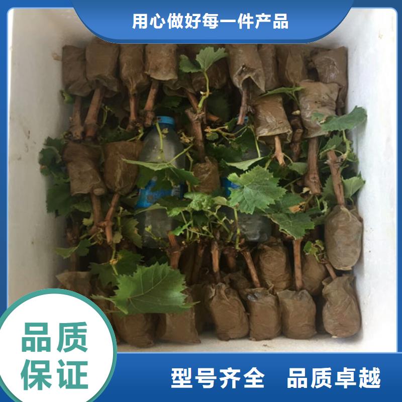 维多利亚葡萄苗厂家-生产销售一体可定制有保障