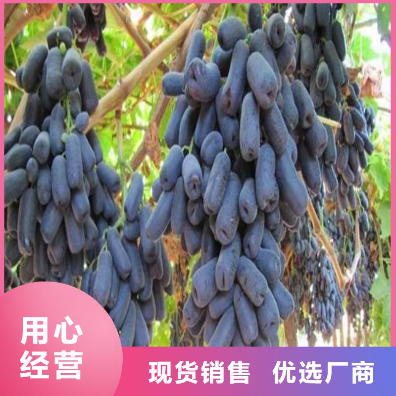 夏黑葡萄苗-放心采购附近货源