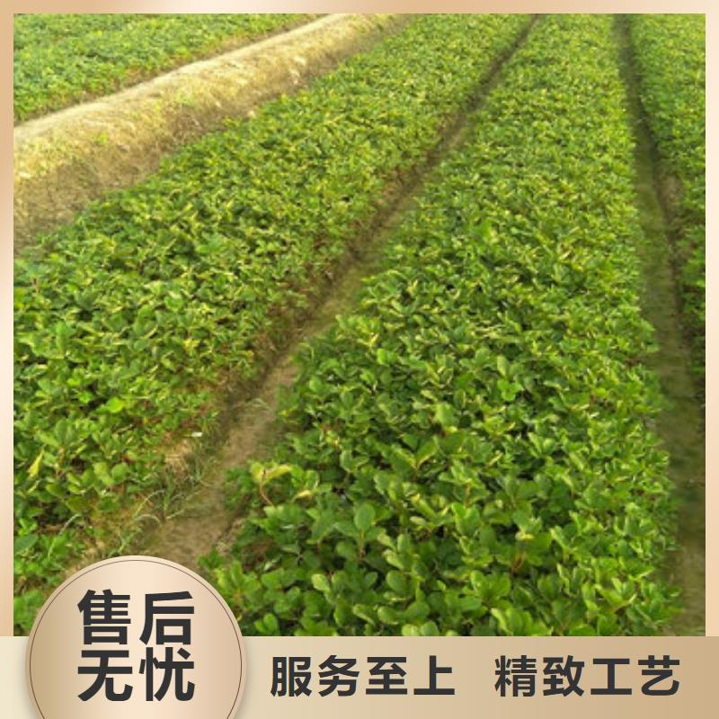 梓潼香蕉草莓苗施工优良工艺