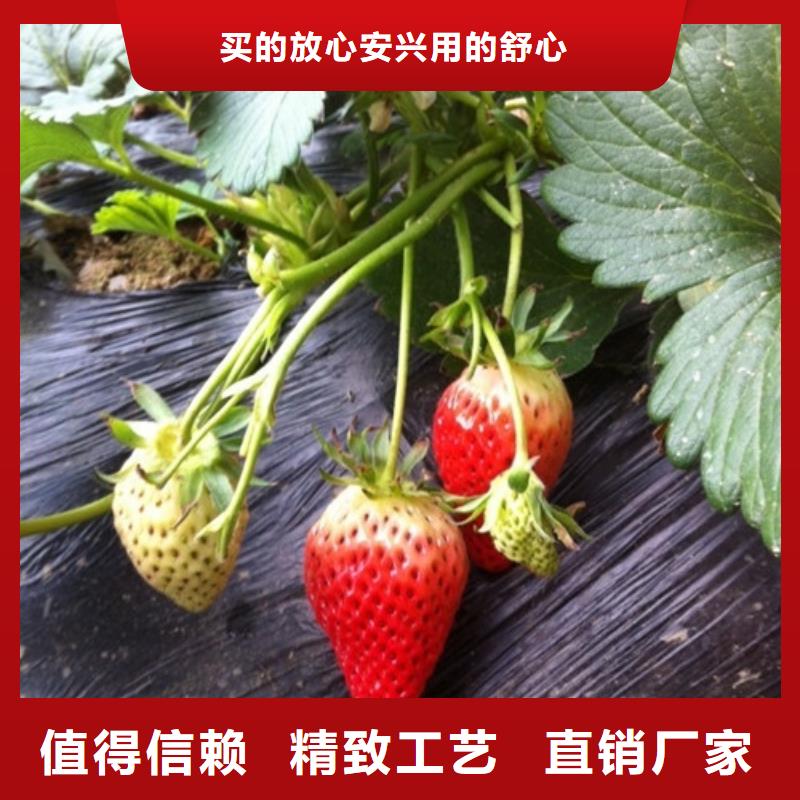 维吾尔自治区香野草莓苗哪里纯正放心得选择