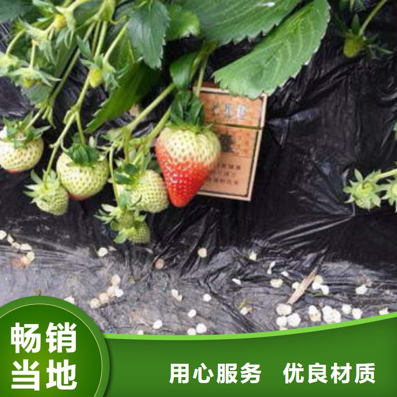 【草莓苗】红蜜桃树苗价格实在本地厂家