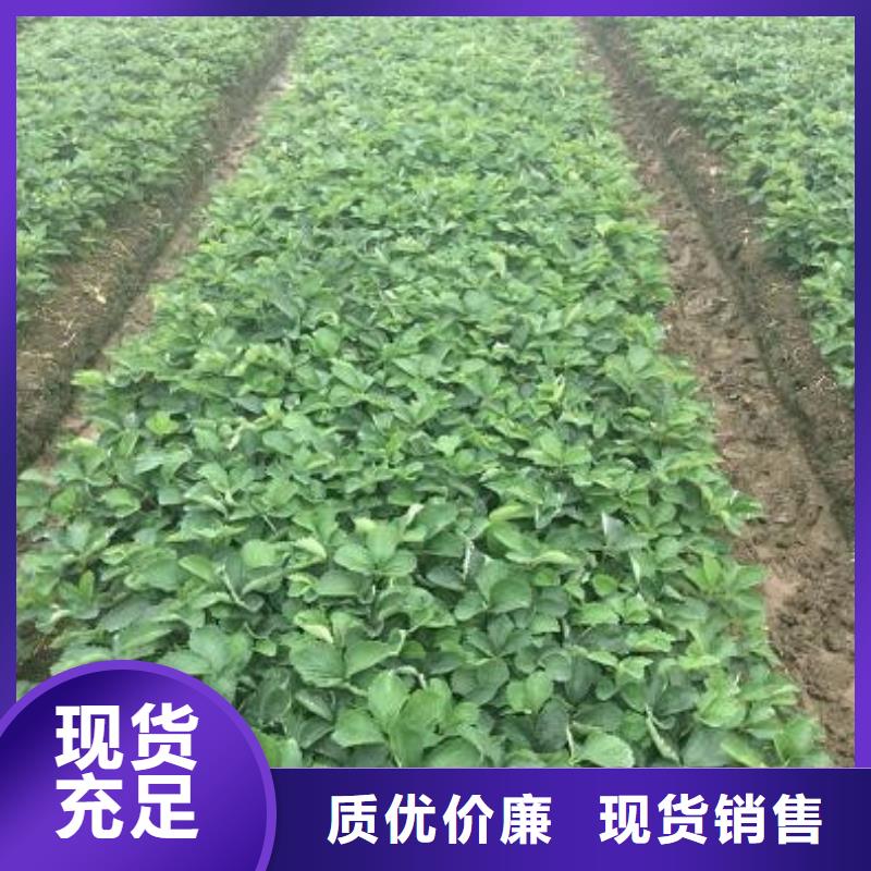 香蕉品种草莓苗批发品牌企业