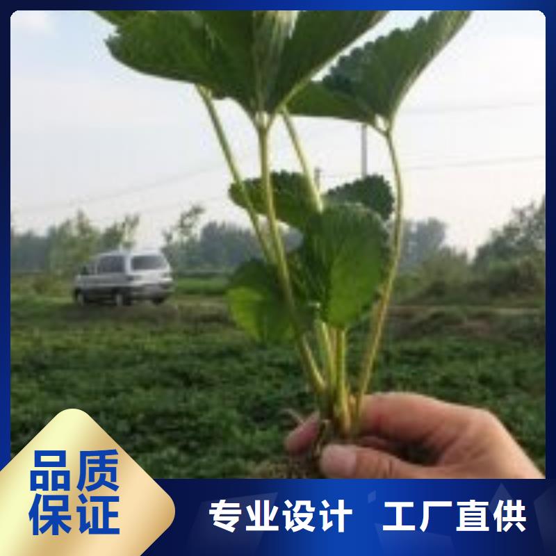 郸城丰香草莓苗批发价格质量无忧