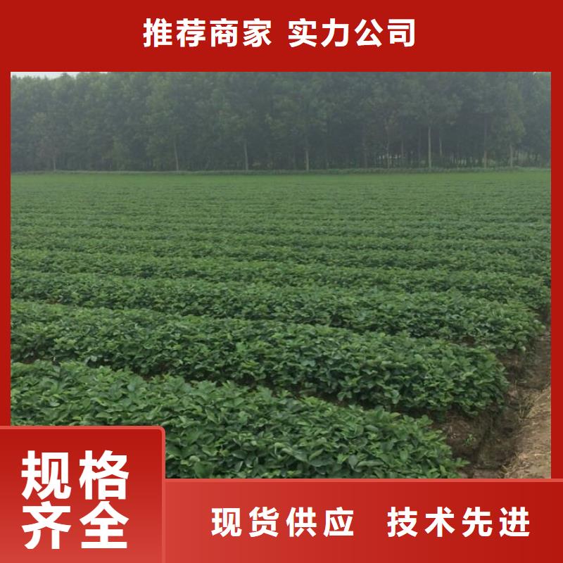 【草莓苗】无花果树苗工厂自营快捷的物流配送