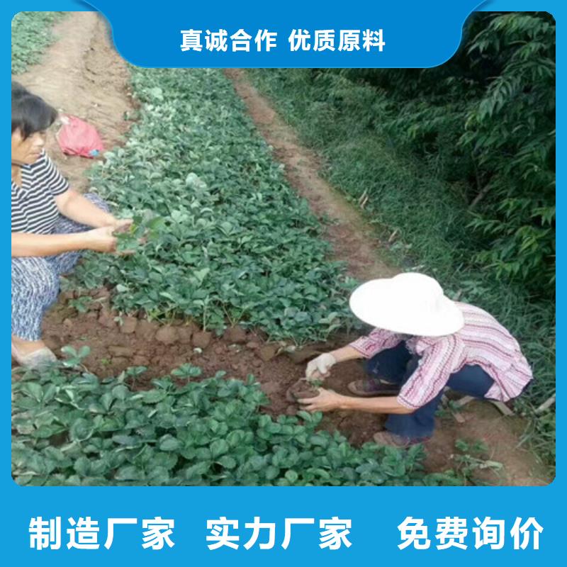 哪里出售奶油草莓苗，奶油草莓苗高产丰收本地制造商