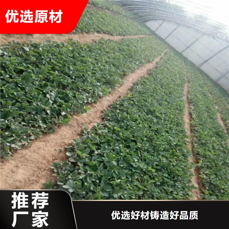 巧克力草莓苗适应土地支持非标定制