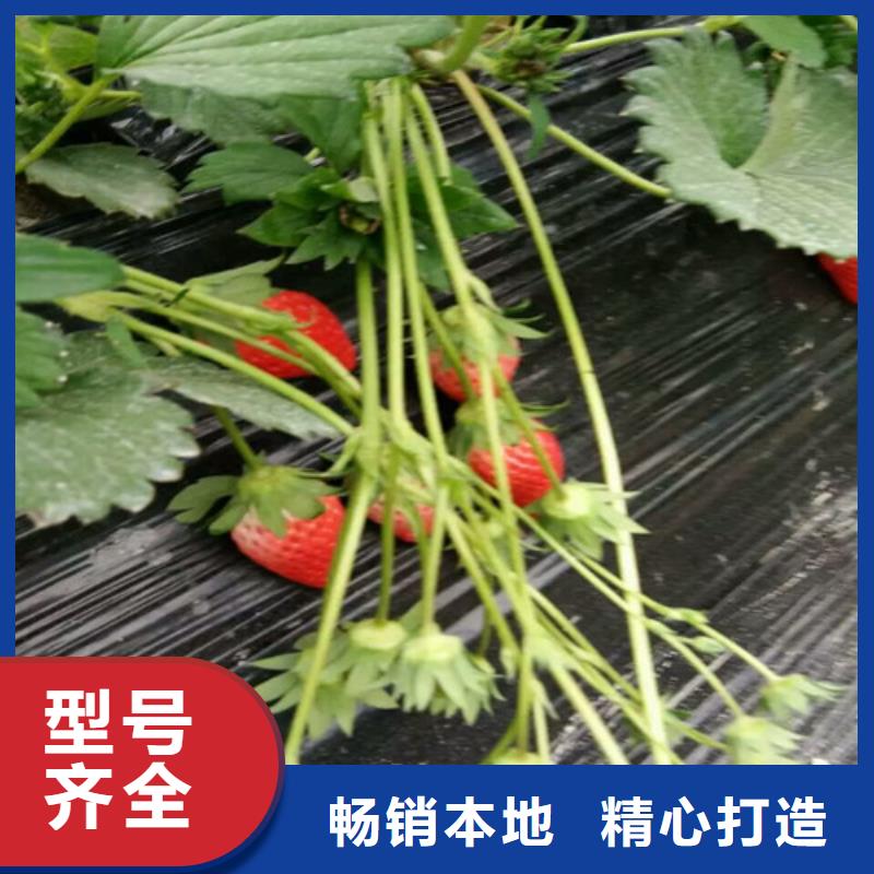 买香蕉草莓苗必看-专业品质厂家新品