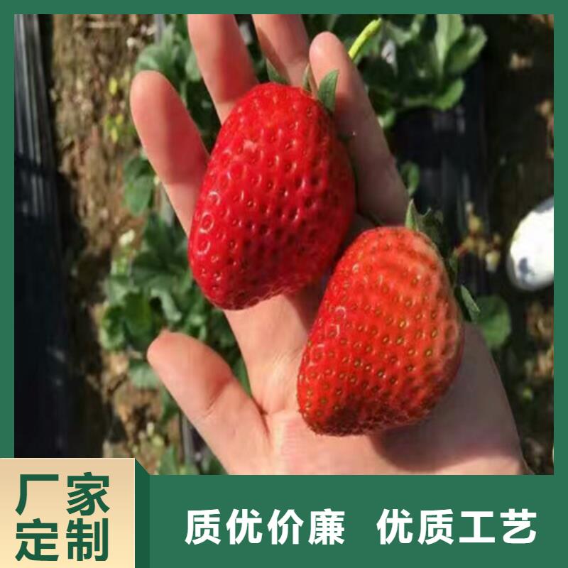 草莓苗果树苗联系厂家厂家拥有先进的设备