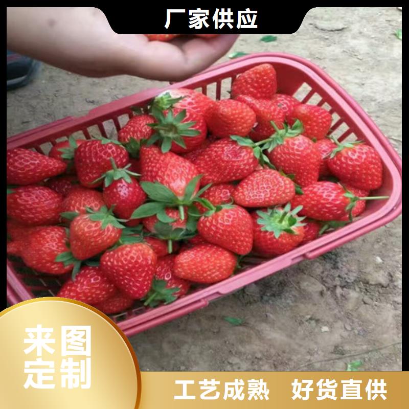 中牟脱毒草莓苗哪里有批发的本地品牌