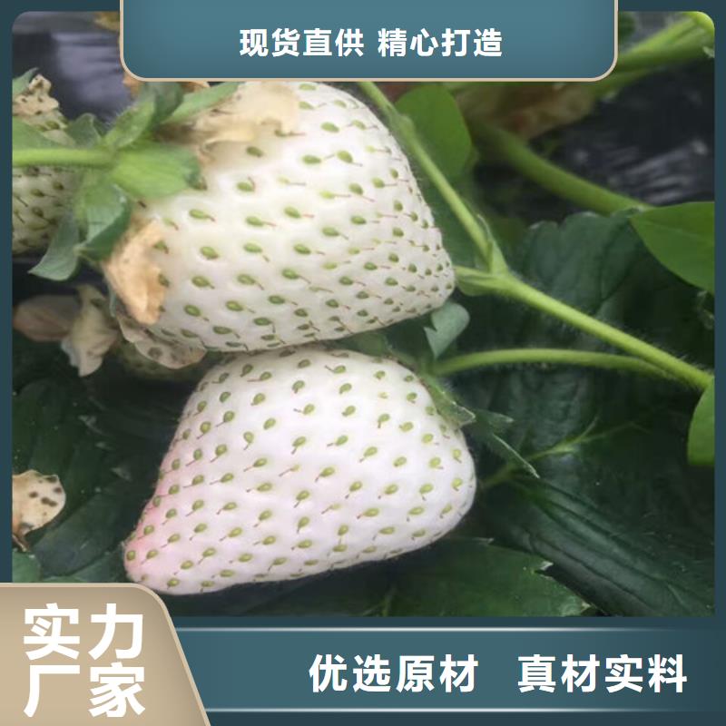 钟楼哪里有奶油草莓苗，奶油草莓苗哪里纯正真实拍摄品质可靠