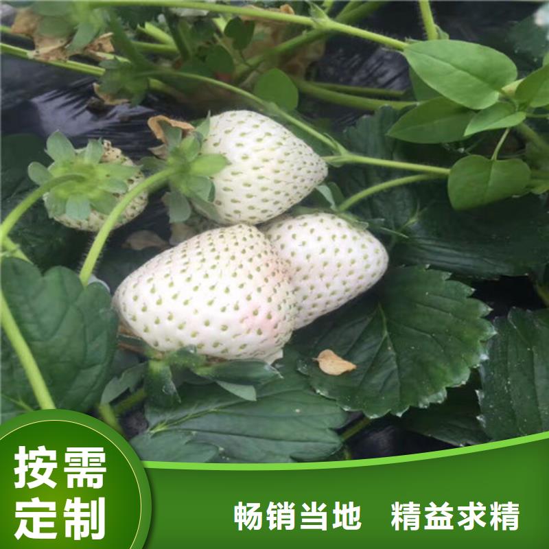 即墨甜宝草莓苗栽植密度一站式采购方便省心