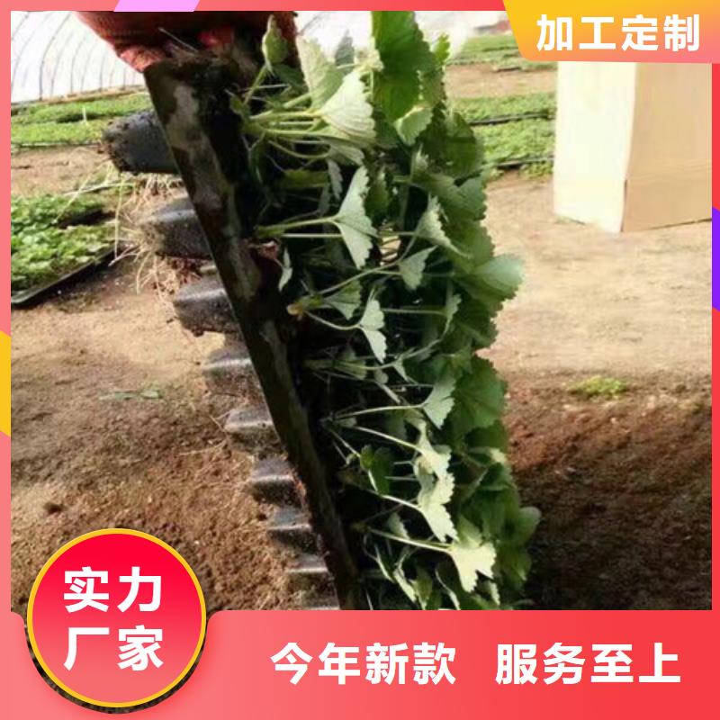 甜查理草莓苗品种选择当地服务商