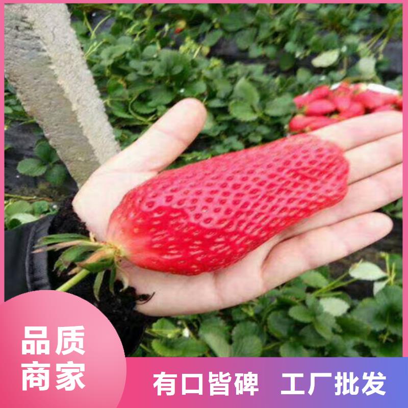 上街香蕉品种草莓苗种植品种选择把实惠留给您