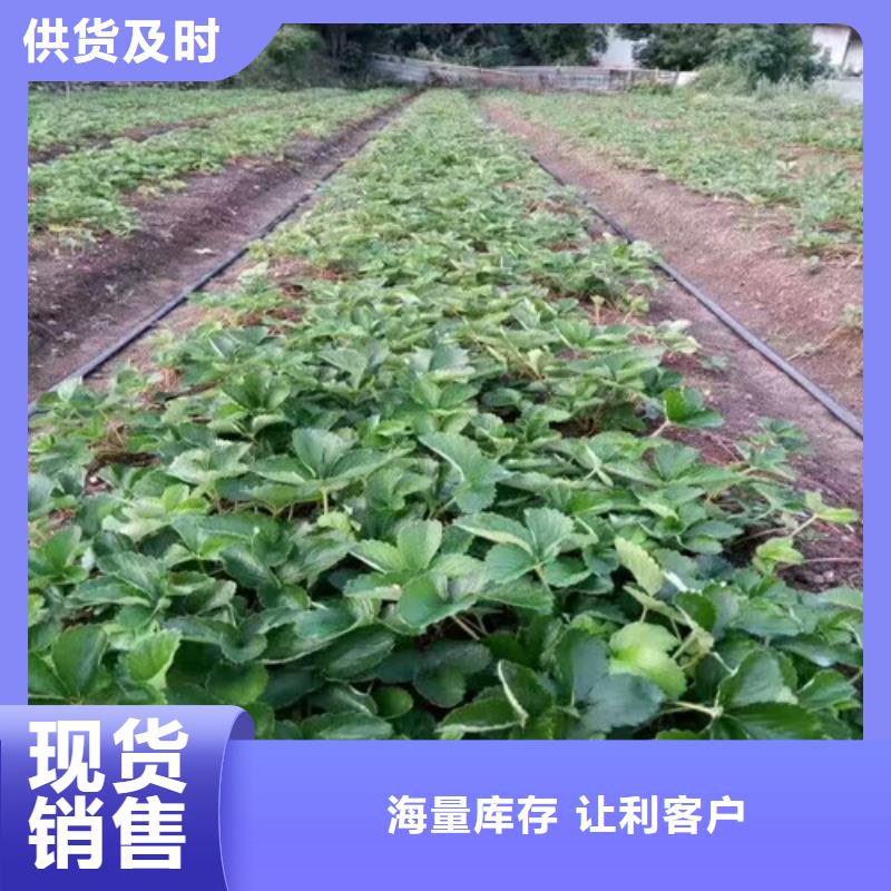 阳春哪里批发草莓苗品种，草莓苗品种亩产多少厂家直销安全放心