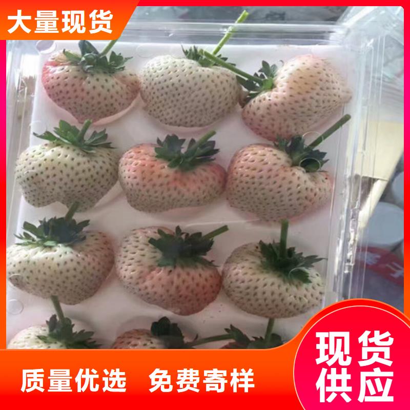 白草莓苗附近品牌