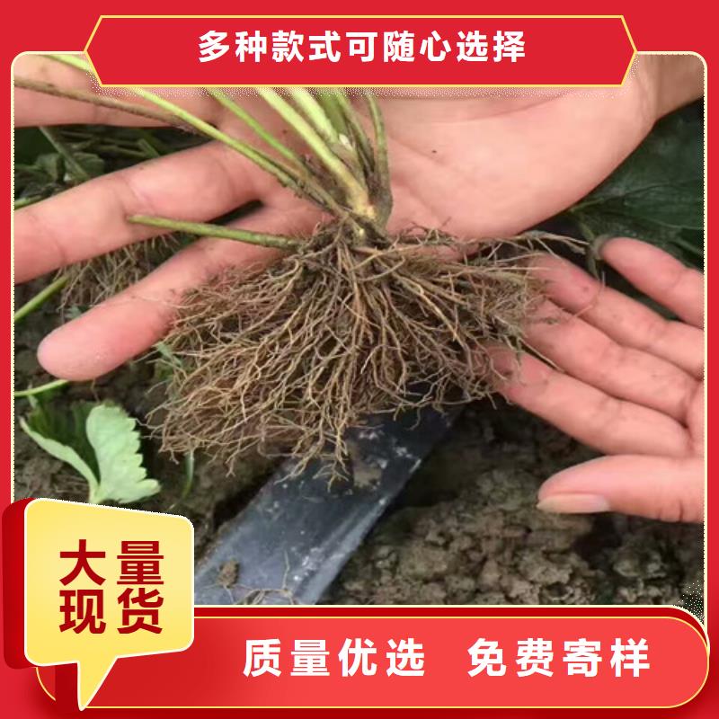 专业销售牛奶草莓苗厂家正规厂家