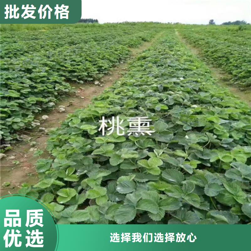 重信誉隋珠草莓苗厂家直销附近生产商