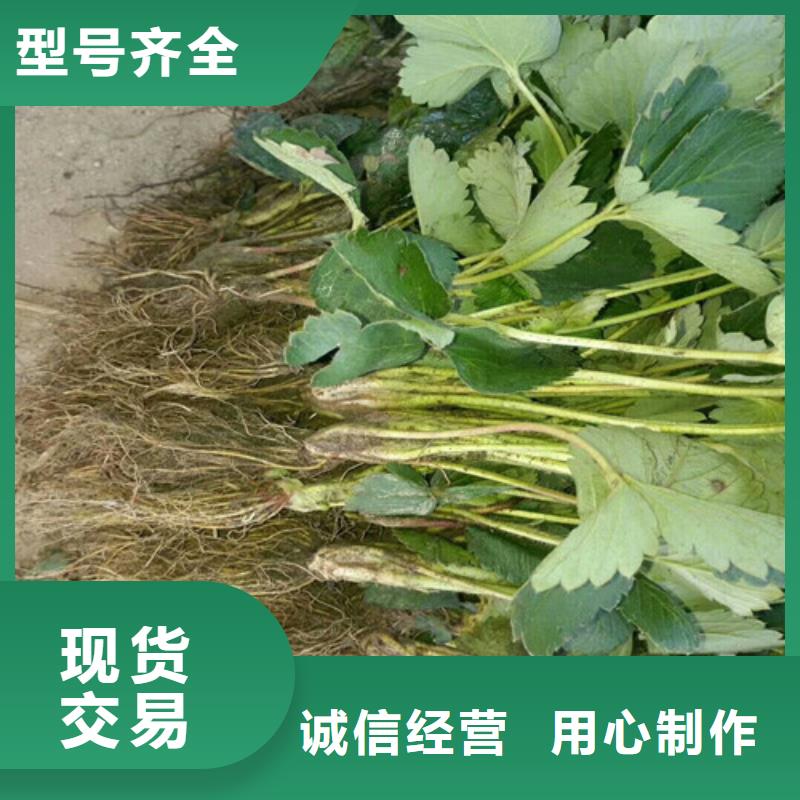 裕安一年生奶油草莓苗，奶油草莓苗哪里好同城供应商