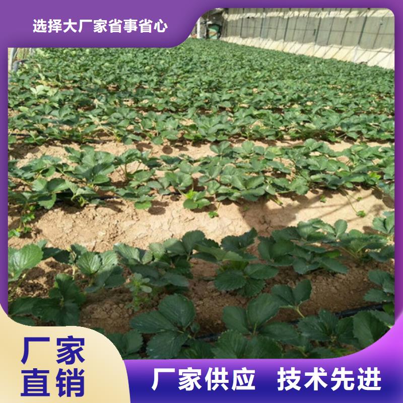 草莓苗阳光玫瑰葡萄树苗价格实惠工厂直供同城经销商