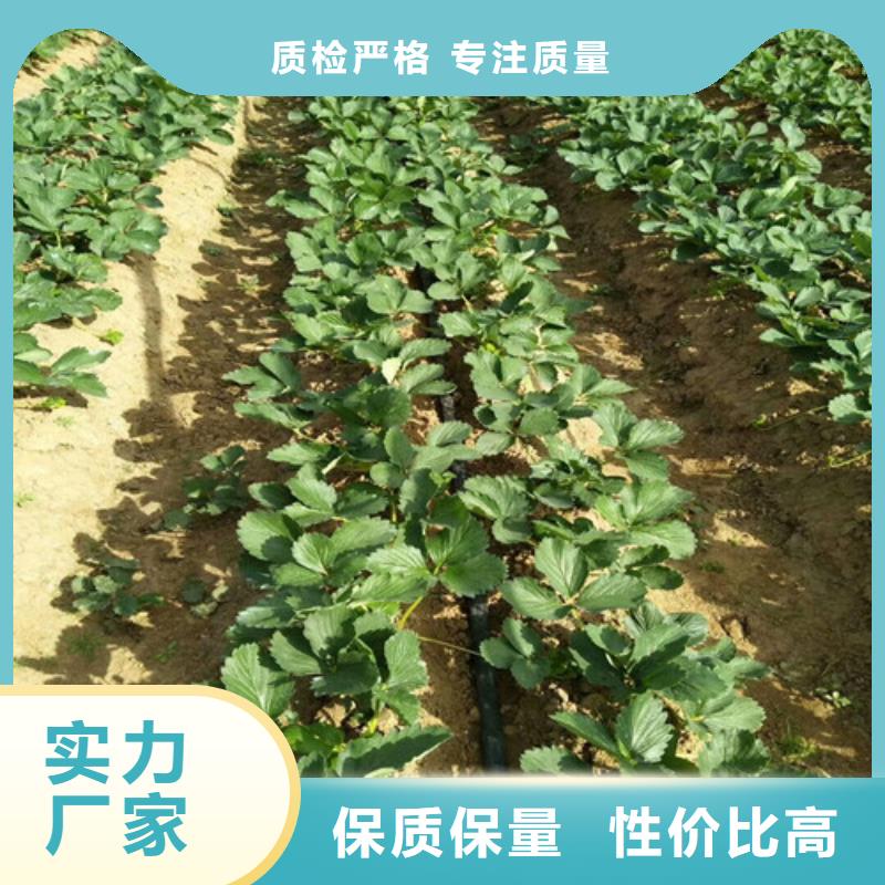 质量优的妙香草莓苗品牌厂家质优价保