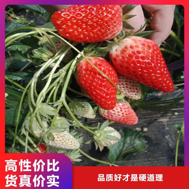 基地批发桃熏草莓苗，桃熏草莓苗育苗厂家品质好才是硬道理