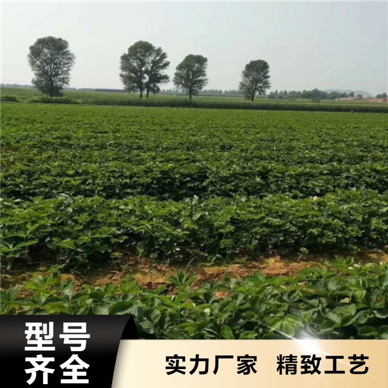 白沙县艳丽草莓苗便宜价格当地货源