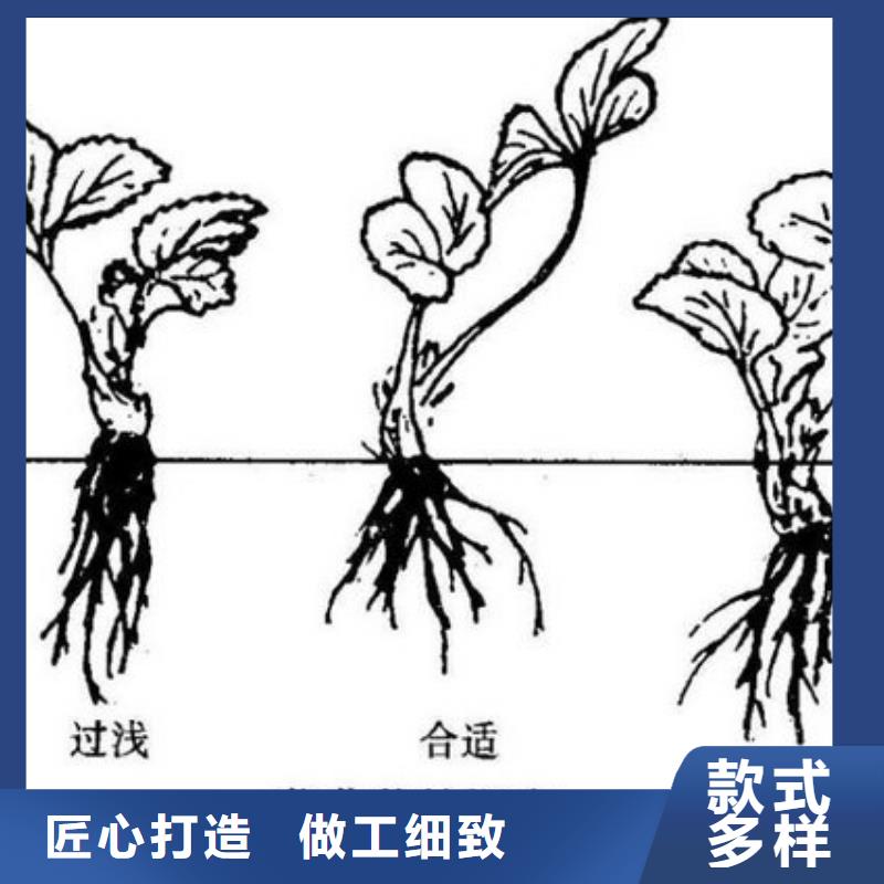 红颊草莓苗值得信赖的厂家生产厂家