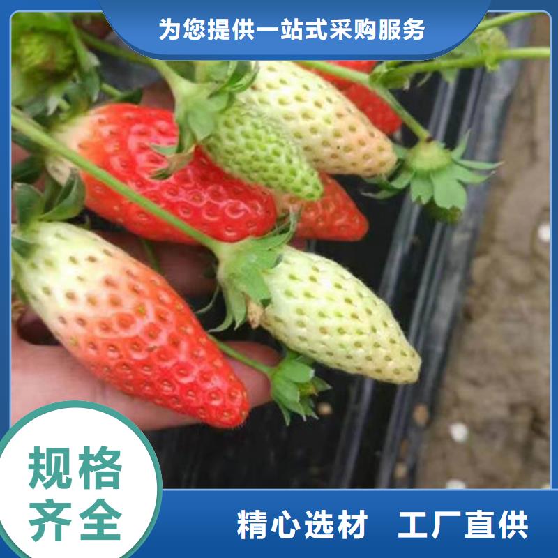 哪里批发草莓种苗，草莓种苗价格多少附近品牌