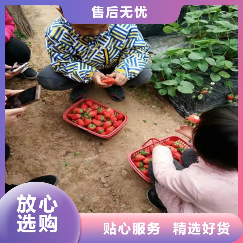 供应桃熏草莓苗，桃熏草莓苗品种齐全本地生产厂家