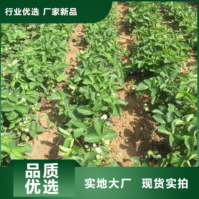 基地批发红99草莓苗，红99草莓苗多少钱一棵质量层层把关