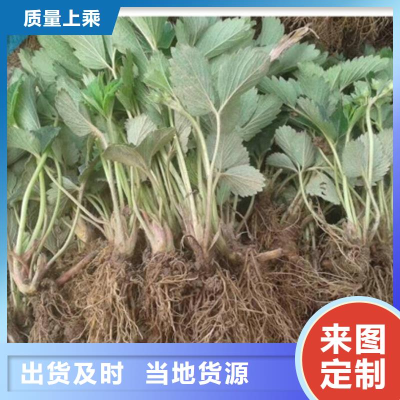 红颊草莓苗基地出售诚信经营现货现发