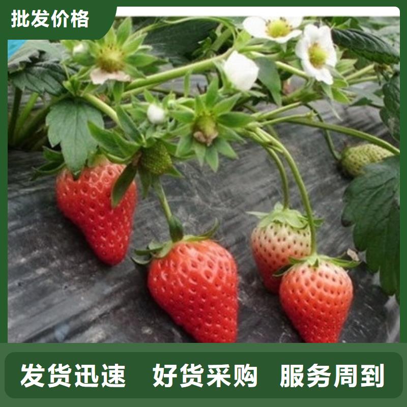 缙云哪里供应白雪公主草莓苗，白雪公主草莓苗耐储存品种详细参数