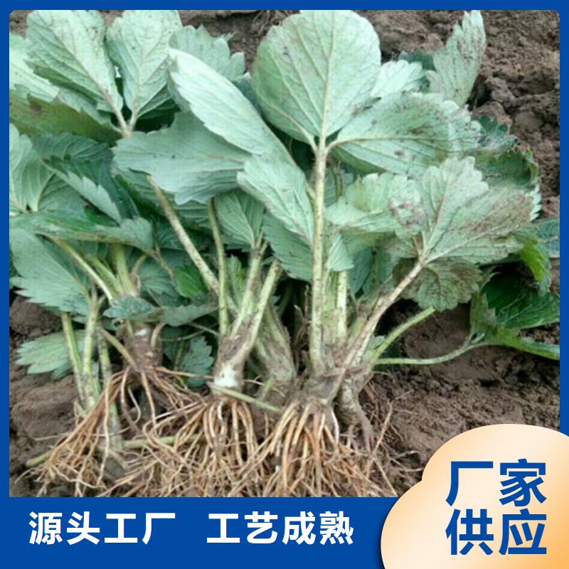 桃熏草莓苗优选厂商附近生产商