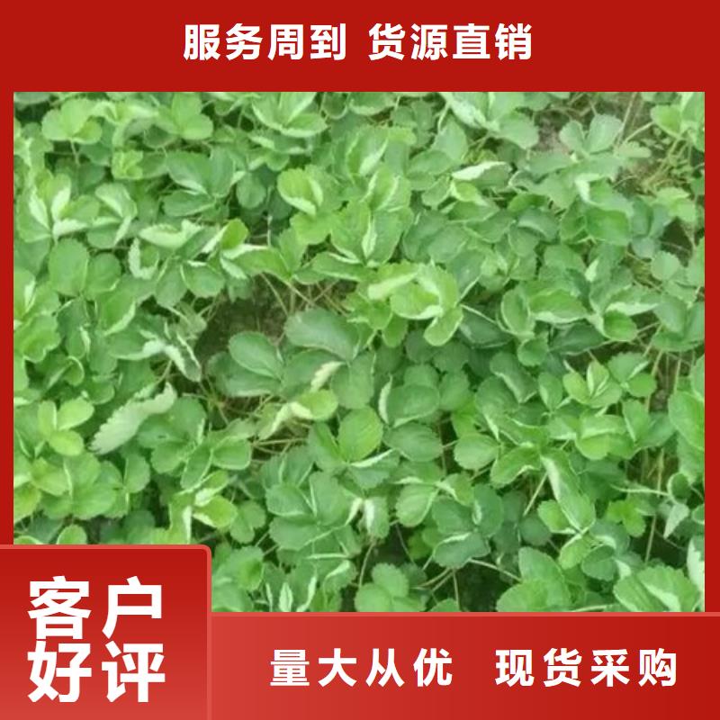 沂源出售妙香草莓苗，妙香草莓苗哪里有批发的实拍展现