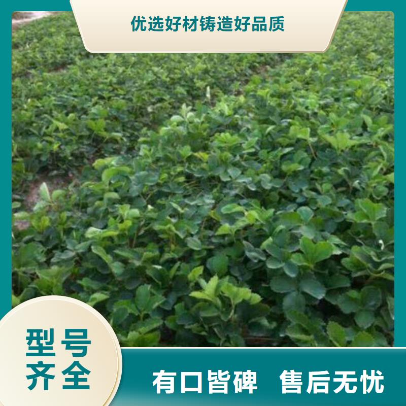 三沙市哪里有白果草莓苗，白果草莓苗多少钱一棵本地供应商