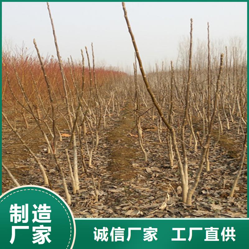 ​核桃苗【大棚草莓苗】用品质赢得客户信赖当地品牌