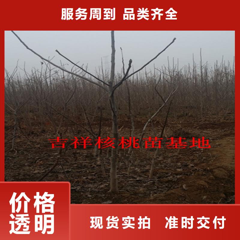 香玲核桃苗适应土地当地制造商