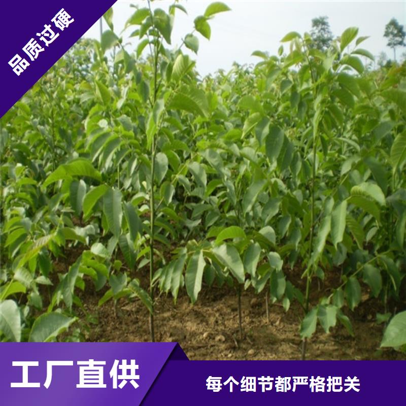 矮化核桃苗种植条件满足多种行业需求