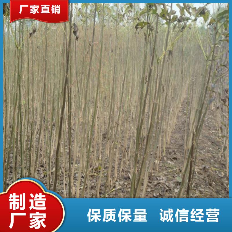 核桃苗大棚草莓苗出厂严格质检源头厂家量大价优