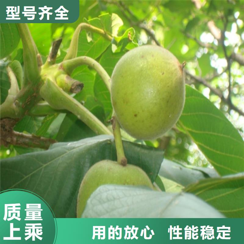 【核桃苗】无花果树苗现货满足大量采购本地品牌