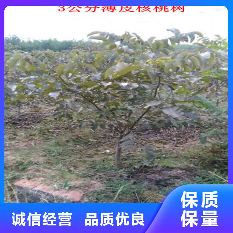 核桃苗苹果苗基地源头厂家量大价优附近生产厂家