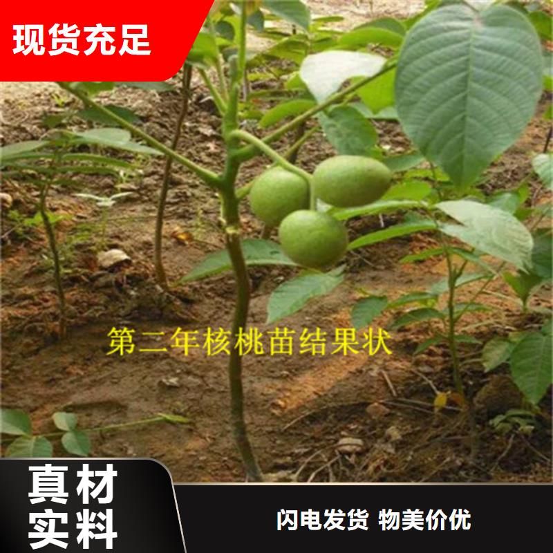 核桃苗珍珠枣油桃树苗大库存无缺货危机保障产品质量