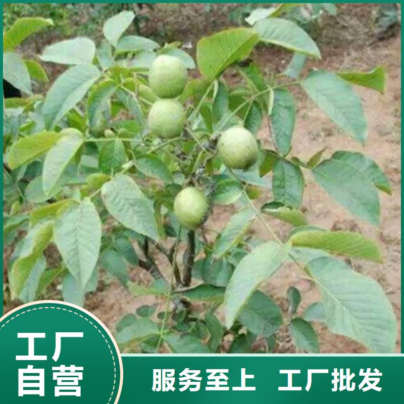 【核桃苗-黄宝石梨树苗用好材做好产品】厂家实力大