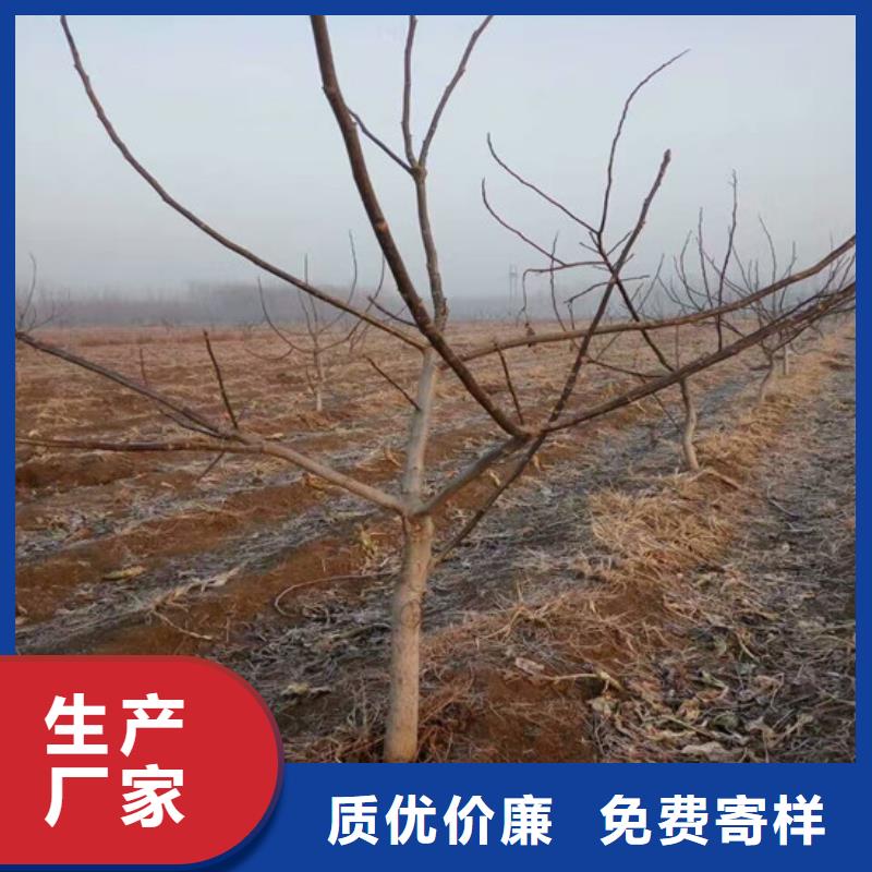 核桃苗油蟠桃树苗严格把关质量放心当地厂家