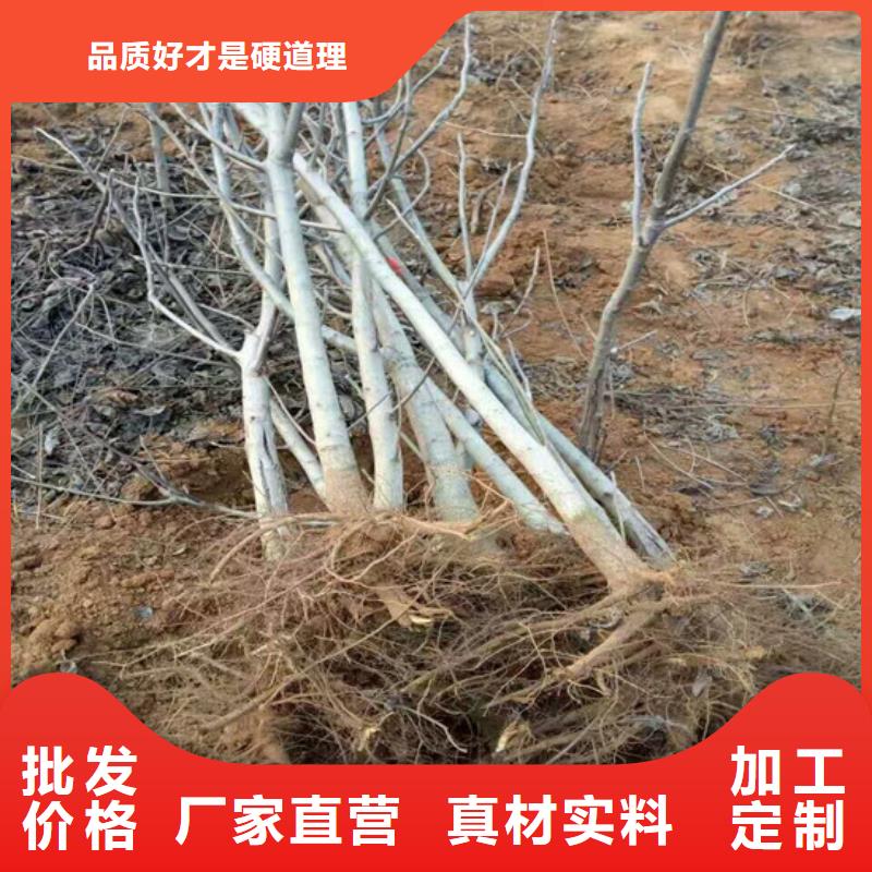 核桃苗-柱状梨树苗质量层层把关多年实力厂家