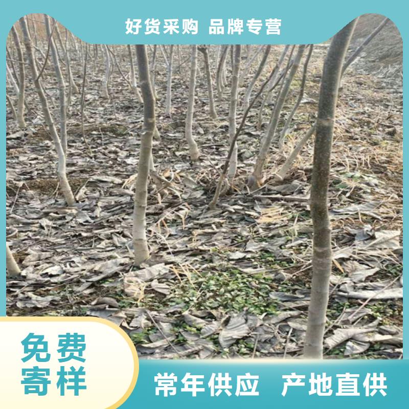 【核桃苗,苹果苗基地量大从优】诚信经营质量保证