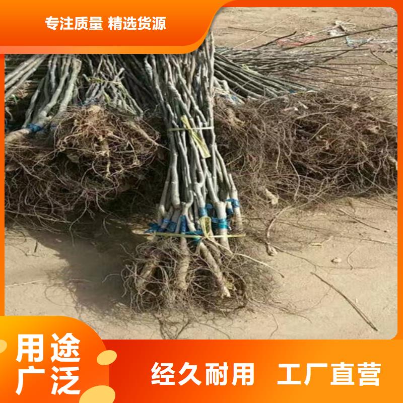 核桃苗桃树苗基地工厂采购品质优良