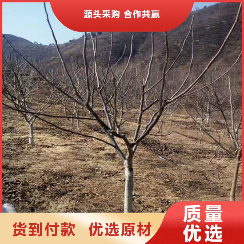 核桃苗葡萄苗应用领域产地批发